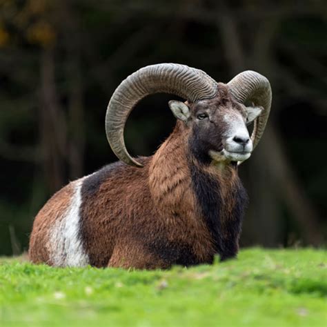 Mouflon Sheep Wild Horns Ranch