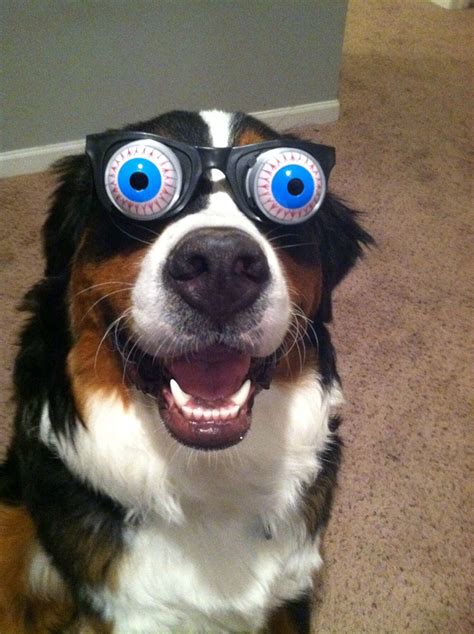 2 Cute Animal Pics Another Funny Dog With Funny Eyes