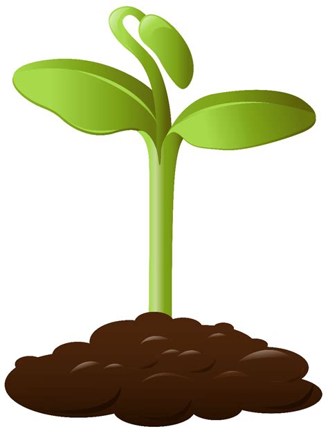 Download High Quality Plant Clipart Small Transparent Png Images Art