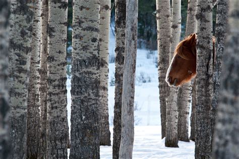 Winter Horses In The Trees Christopher Martin Photography