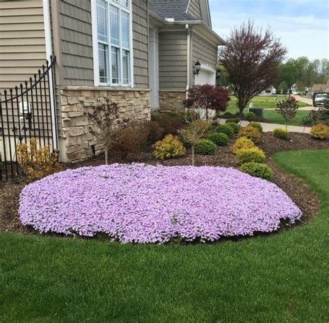 Creeping Phlox Is Easy To Grow Easy To Propagate And Sells Like Crazy