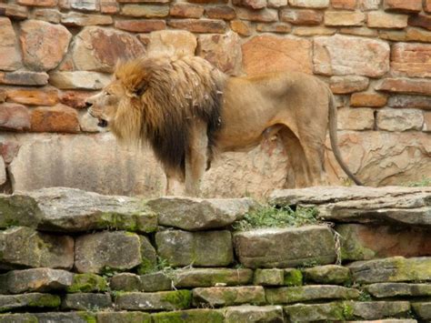 A Day In The Life Of Abigail The Zoo With Scary Lions