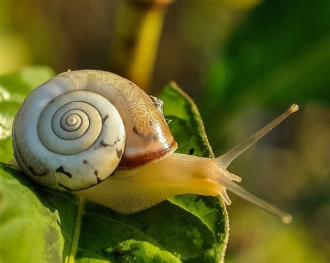 Snail Learn About Nature