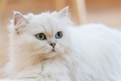 Persian Cat Personality Traits And Facts Great Pet Care