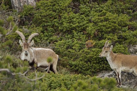 B Arturo De Frias Wildlife Photography B Spanish Ibex Male