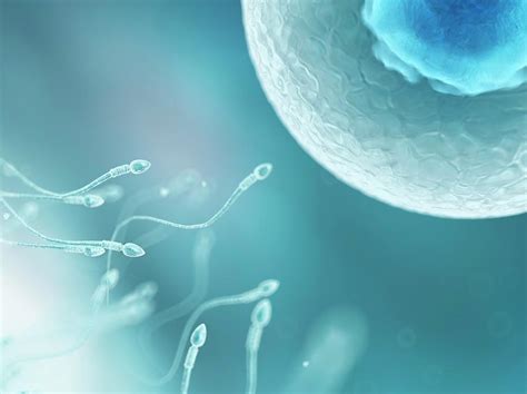 Egg And Sperm Photograph By Sciepro Science Photo Library Fine Art America