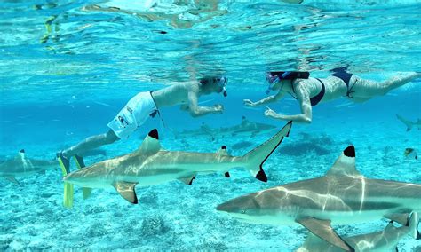 Shark And Stingray Snorkel Tour Things To Do In Bora Bora