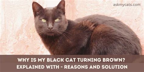 Why Is My Black Cat Turning Brown Causes And Solutions