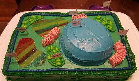 Plant Cell Cake Model My Daughter Made For Science Class Plant Cell
