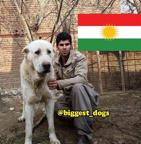 Kurdish Dog Hound Breed Assyrian Pshdar Pzhdar Dog Hound Breeds Big