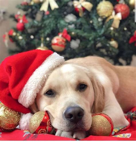 Pin By Doogy On Dogs Dog Christmas Photos Labrador Labrador
