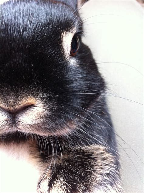 Bunnys Close Up Portrait — The Daily Bunny