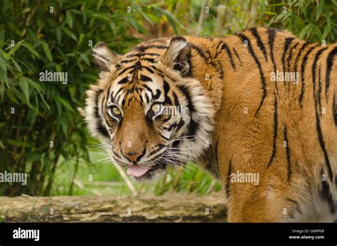 Sumatra Tiger Panthera Tigris Sumatrae Unter Kontrollierten