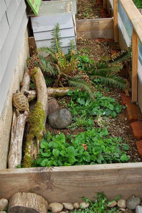 Here Is A Photographic Tour Of Our Outdoor Tortoise Yard The Expanded