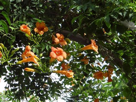 Trumpet vine is not nice. Star Nursery Blog: How To Lush-Up Your Landscape In One ...