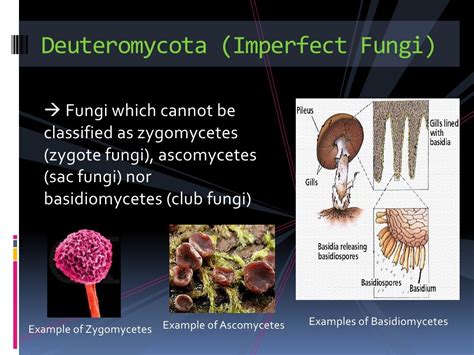 Deuteromycota