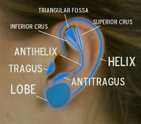 External Ear Incisura Terninalis Between Tragus And Cruxroot Of