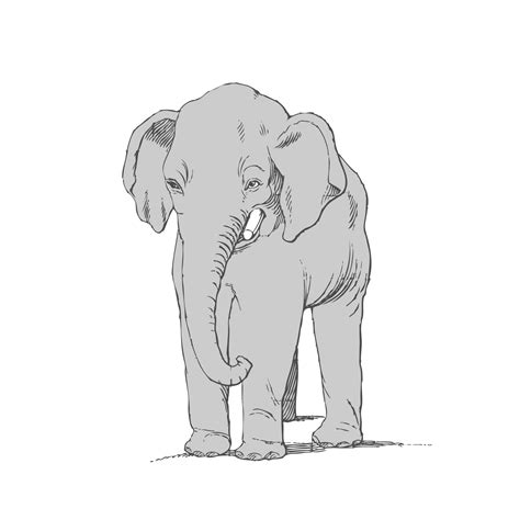 Elefant Clipart Zeichnung Kostenloses Stock Bild Public Domain Pictures