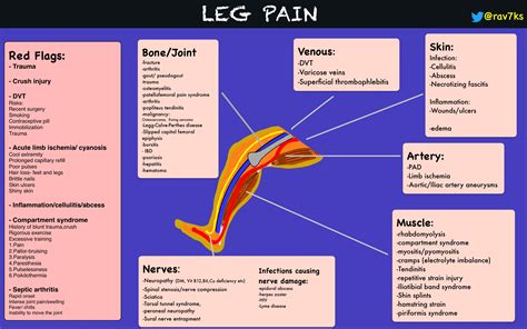 Leg Pain Differential Diagnosis Framework Bonejoint Grepmed