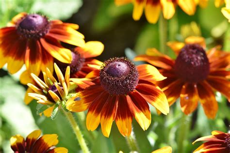 Finding the perfect flower or plant for some spots is never easy. Plants To Grow This Fall For Deer Resistance | Garden ...