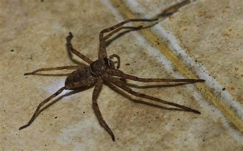 7 Common Spiders In North Carolina Homes A 1 Pest Control
