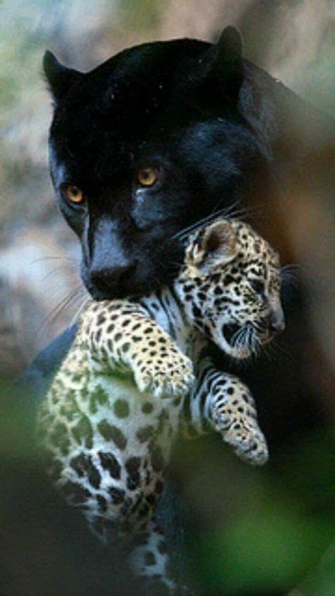 Best Baby Black Panther Cubs Animals 39 Ideas