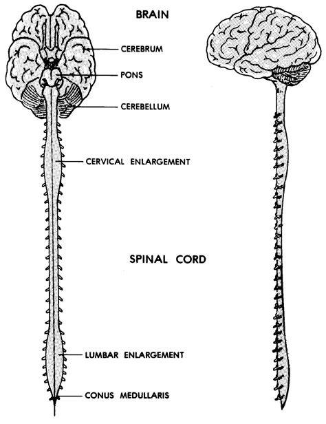 Labeled nervous system diagram | brain anatomy, nervous. Central Nervous System Diagram Brain / Nerves - Free ...