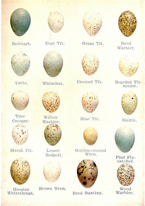 Birds such as ducks use their webbed feet to swim and their flat beak to filter food from water. Eclecticmixup: Hidden in the garden.........