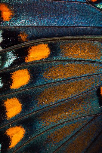 Macro Butterfly Wing Texture Stock Photo Download Image Now Istock