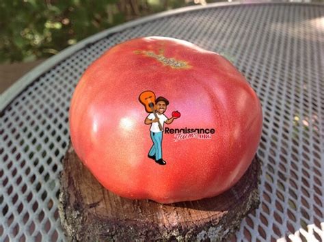 Giant Belgium Tomato Seeds For Sale At Renaissance Farms