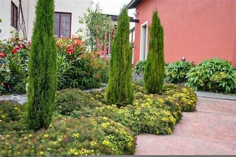 Italian Cypress Tree Mediterranean Garden Design Water Wise