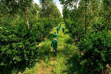 Agroforestry Model Promoting The Adoption Of Responsible And