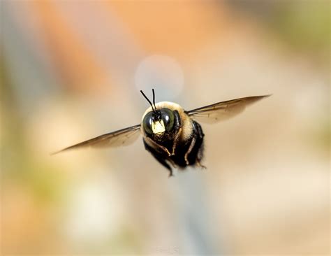 Itap Of A Flying Beephoto Capture Nature Incredible Bee Bee