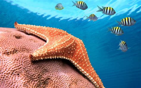 Download Animal Starfish Hd Wallpaper