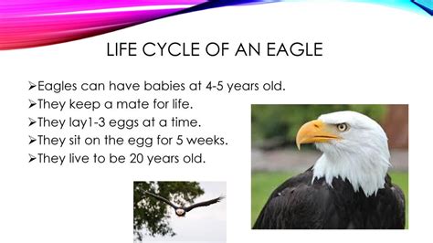 Eagle Gallery Bald Eagle Life Cycle Stages