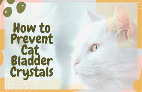 How To Treat And Prevent Cat Bladder Crystals Oliveknows