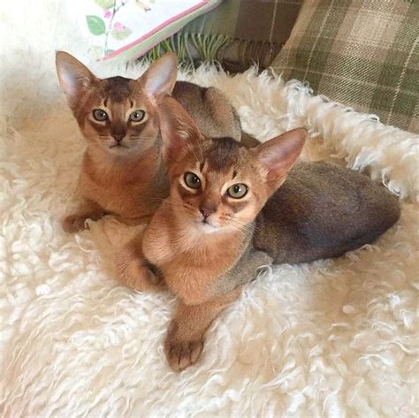 To confirm that the abyssinian cat is right for you, your lifestyle and home environment, do take a look at the abyssinian cat breed profile for information related to the breed, its characteristics, personality and much more. Abyssinian Cats and Kittens For Sale # ...