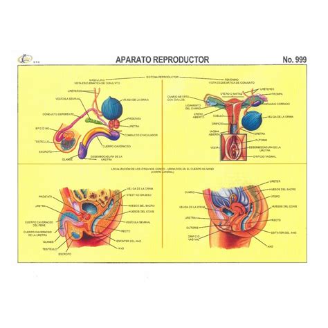 Lamina De Aparato Reproductor Femenino Y Masculino Th