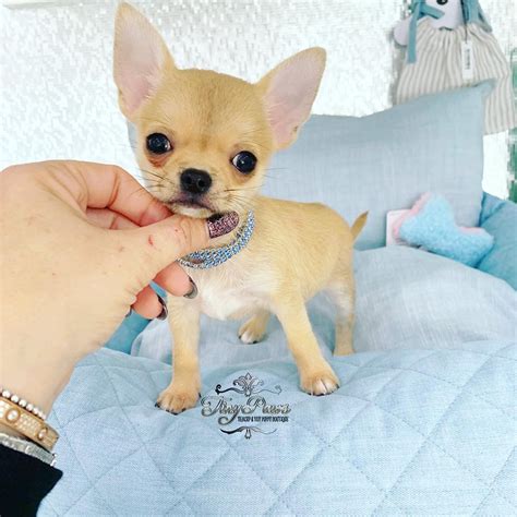 73 Micro Teacup Applehead Chihuahua For Sale Photo Bleumoonproductions