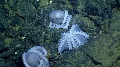 Cluster Of 1000 Octopuses Discovered During California Deep Sea