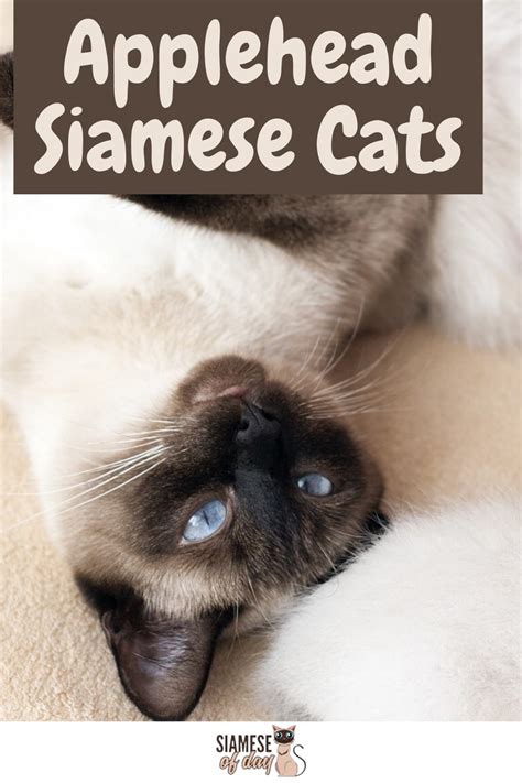 Siamese Cats Are One Of The Most Popular Cat Breeds Around The World
