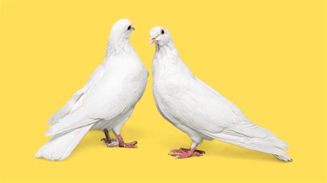 Two White Doves On Yellow Background 17021237 Stock Photo At Vecteezy