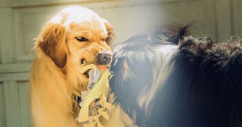 Do Golden Retrievers Bite 11 Reasons Why They Might Golden Hearts