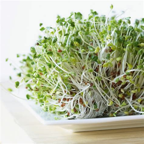 Alfalfa Sprouts Benefits My Emerald Health