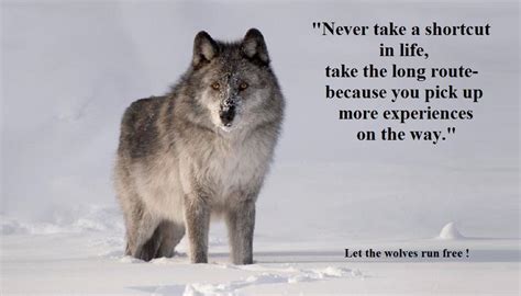 Inspirational Quotes About Wolf Quotesgram