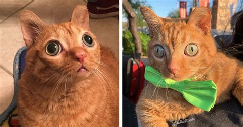 Meet Potato The Cat Known For His Googly Eyes On Social Media Cats