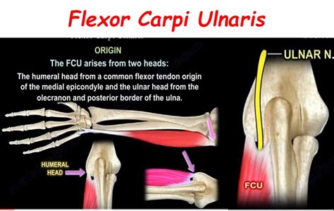 Anatomy Of Flexor Carpi Ulnaris —