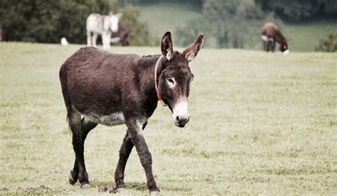 10 Breeds Of Donkey With Pictures Fumi Pets 2024