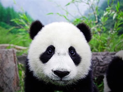 49 Giant Panda Wallpapers Wallpapersafari