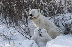 Thomas Kokta Waits 11 Days To Capture Polar Bear Cubs Emerge For The